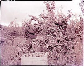 "De Doorns district, 1960. Picking apples."
