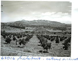 "Nelspruit district, 1954. Citrus grove."