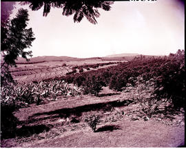 Tzaneen district, 1952. Citrus and banana plantations.