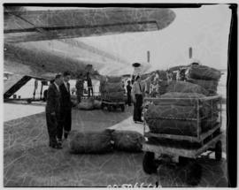 Johannesburg, June 1959. Jan Smuts Airport. SAA. Karakul pelts arriving from Windhoek by Skymaste...