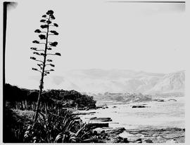 Hermanus, 1948. View on coastline.
