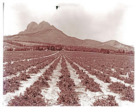 Paarl district, 1963. Vineyards,