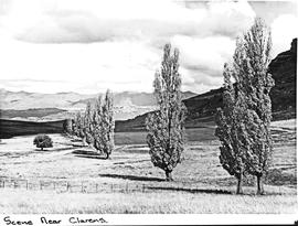 Clarens district, 1968. Row of trees.