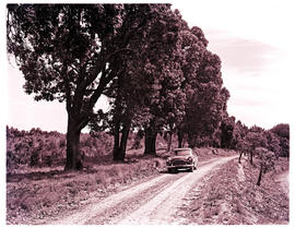 "Knysna district, 1961. Forest track."