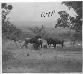 Kruger National Park, 27 March 1947. Wildebeest.