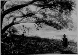 Circa 1902. Construction Durban - Mtubatuba: Zulus under large tree on river bank. (Album on Zulu...