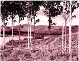 Tzaneen district, 1951. Merensky dam showing railway line.