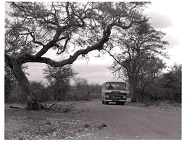 Kruger National Park, 1966. SAR Leyland Royal Tiger motor coach No MT16306 on gravel road.
