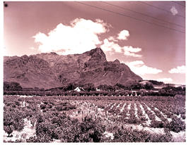 Paarl district, 1950. Vineyards at Groot Drakenstein.