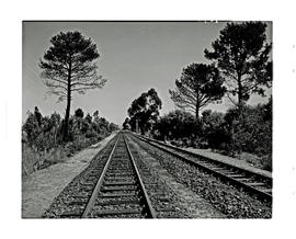 Paarl district, 1945. Along the railway line.