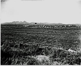 Bethlehem district, 1946. Sheep.