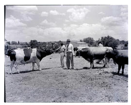 "Kroonstad, 1946. Cattle."