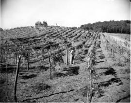 Tzaneen district, 1952. Granadilla orchard.