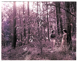 "Louis Trichardt district, 1960. Timber forest."