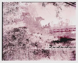 Tzaneen district, 1953. Railway bridge.