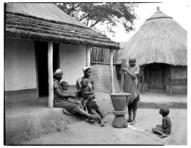 Tzaneen district, 1951. Magoebaskloof, stamping mealies in village.