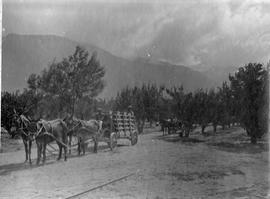 Picked fruit being transported from orcahrd with donkey cart.