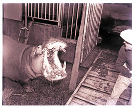 Uitenhage district, 1966. Mr. Mill's private animal sanctuary, hippotamus.