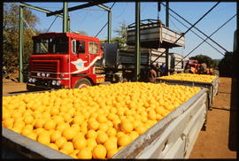 Tzaneen, August 1985. Large boxes filled with oranges loaded onto SAR Erf truck at Letsitele. [D ...