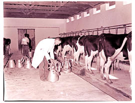 "Kimberley district, 1942. Milking at dairy farm."
