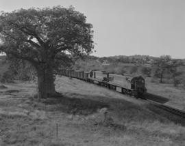 Messina district, 1980. SAR Class 34 with goods train next to baobab tree with town in the backgr...