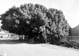 Mossel Bay, 1940. Old post office tree.