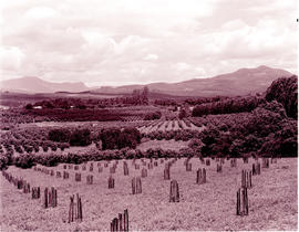 Tzaneen district, 1972. Fruit orchards.
