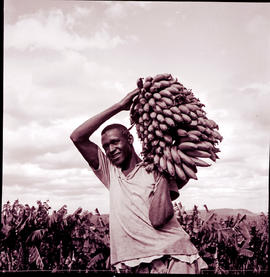"Nelspruit, 1962. Man with bunch of bananas."