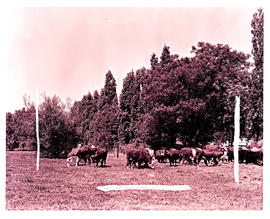 "Ladysmith district, 1961. Cattle."