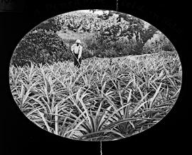 Natal. Pineapple field.