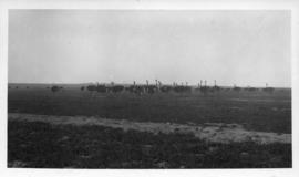 August 1914 to July 1915. Construction of the Prieska - Karasburg railway line. Ostriches in the ...