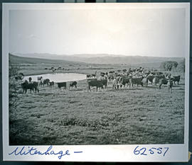 "Uitenhage, 1954. Cattle."