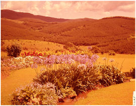 Swaziland, 1962. Flowers with mountains in the distance.