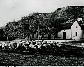 Franschhoek, Wemmershoek, L'Arc D'Orleans. 1956. Sheep.