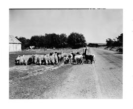 Paarl district, 1945. Herd of sheep and goats next to road.