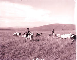 "Grahamstown district, 1949. Tembuland, boys riding goats."