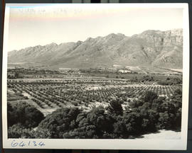 "Wolseley district, 1955. Fruit farms."