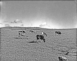Port Elizabeth district, 1950. Cattle.