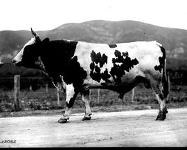 George, 1922. Bull.