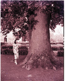 George, 1949. Woman at very large tree.