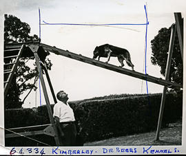 "Kimberley, 1956. De Beer dog training centre."