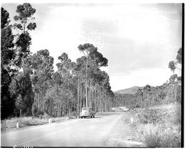 Robertson district, 1952. On the road to Elgin.