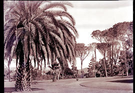 "Uitenhage, 1934. Magennis Park."