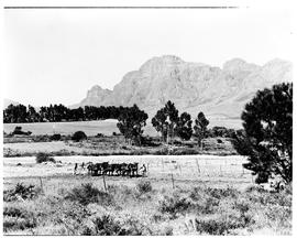 Paarl district, 1945. Ploughing with donkeys with Paarl Rock in the distance.