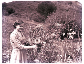 Paarl district, 1952. Wildflower reserve.