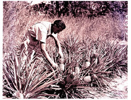"Nelspruit district, 1954. De Kaap valley, pineapple farm."