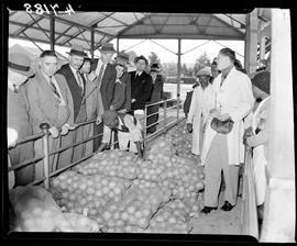 "Kroonstad, 1940. Fresh produce market."