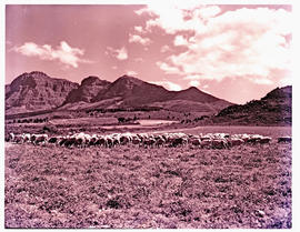 Paarl district, 1952. Sheep grazing.