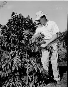 Barberton district, 1954. Coffee plant at government agricultural research station.