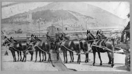Mule wagon.